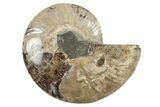 Cut & Polished Ammonite Fossil (Half) - Madagascar #200099-1